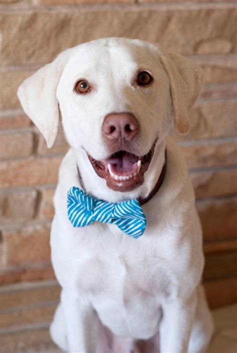 20 best Dogs Wearing Bows images on Pinterest | Dog bow ties, Dog bows ...