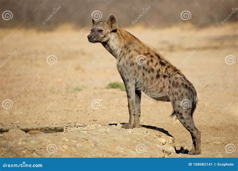 Spotted Hyena in Natural Habitat Stock Image - Image of park, scavenger ...