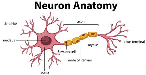 Neuron Cell Diagram