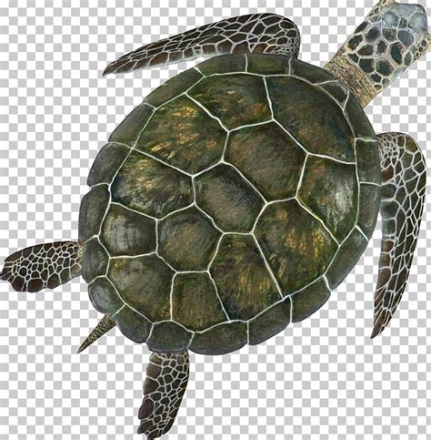 Box Turtle Sea Turtle Turtle Shell PNG, Clipart, Animal, Animals, Box ...