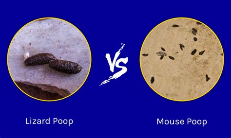 What Does Mice Poop Look Like? Discover the Unique Appearance of Mouse ...