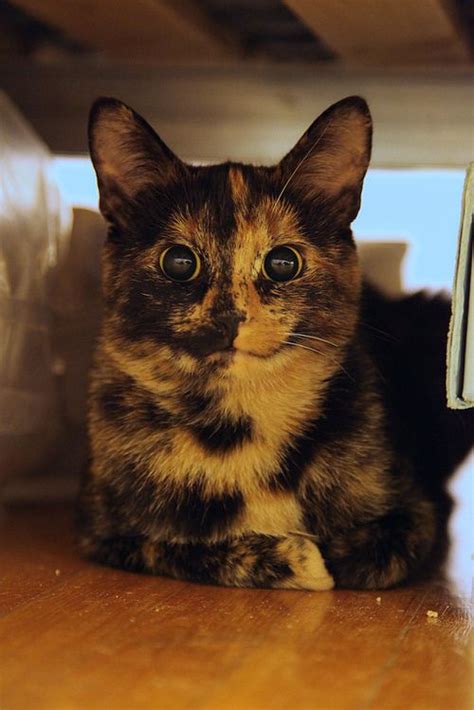 93 best images about Tortie cats on Pinterest