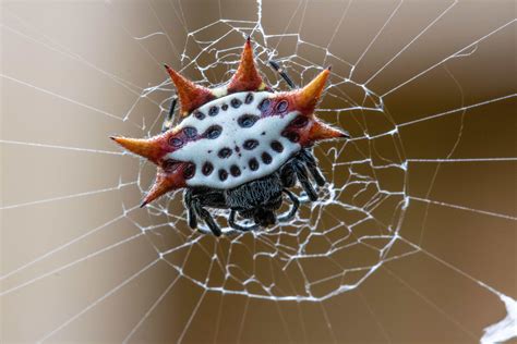 Gasteracantha cancriformis (Spiny-backed Orb-weaver) in Lake Worth ...