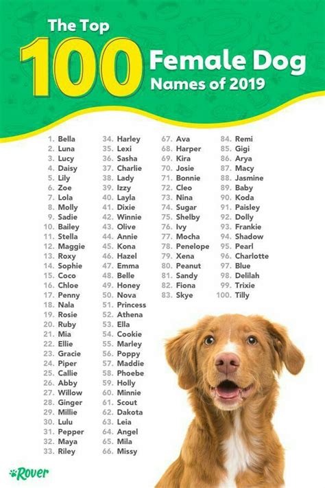 #femaledognames #doggilovers | Female dog names, Puppies names female ...