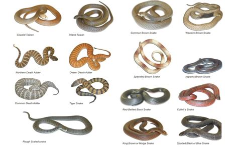 Snake Identification Chart