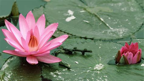 Lotus Flower Wallpapers - Wallpaper Cave