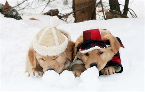 Cute Winter Puppies Wallpapers - Wallpaper Cave