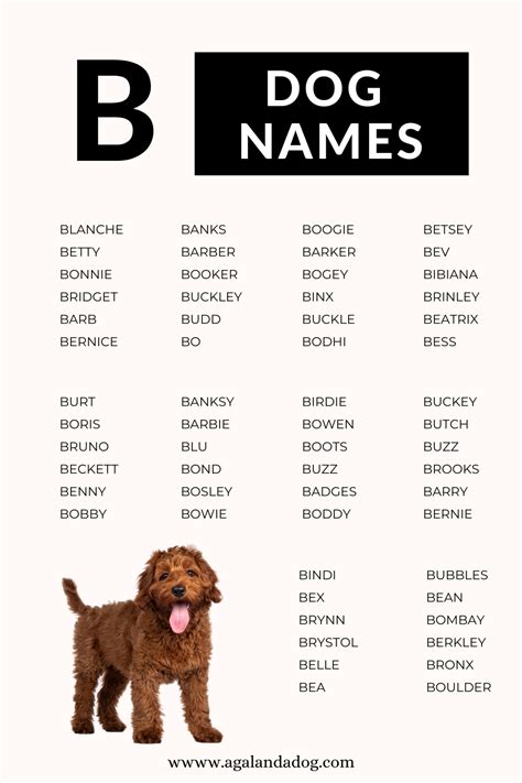 The top 100 male dog names of 2021 – Artofit