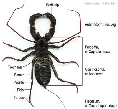 giant whip scorpion - Mastigoproctus giganteus giganteus (Lucas, 1835)