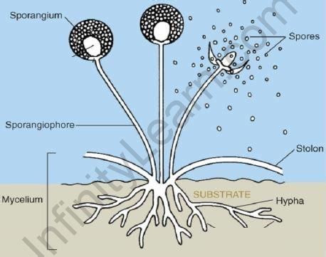 Spore Formation Diagram