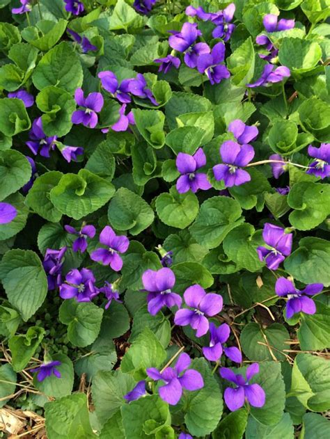 Viola Odorata : Sweet Violets by Susan Rushton Purple Flowers, Spring ...