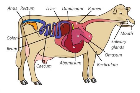 Farmer writes: Ruminating on ruminants - Free