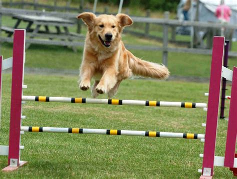 Top 10 Sports and Activities for Dogs