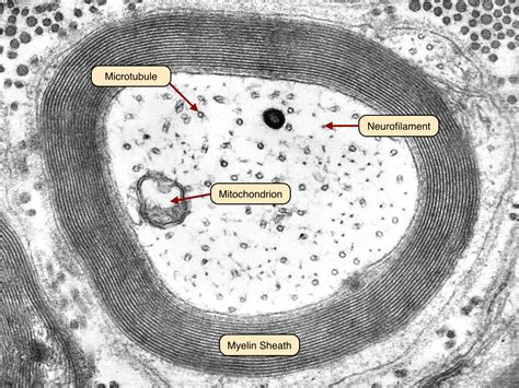 Myelinated Axon Histology