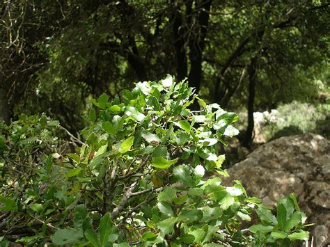 Plants - mediterranean biome