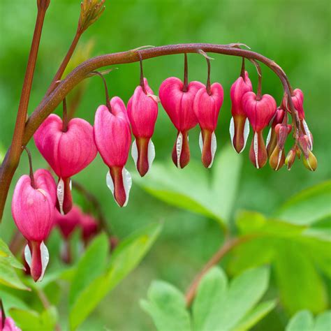 Bleeding Hearts Pink | Lady in the Bath | Dicentra Spectabilis – Easy ...