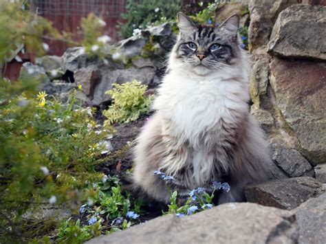 Seal Point Ragdoll Cats - Colorpoint, Mitted, Bicolor and lynx