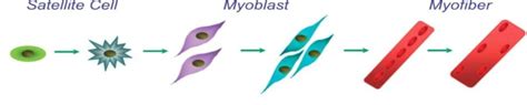 Satellite Cell Histology