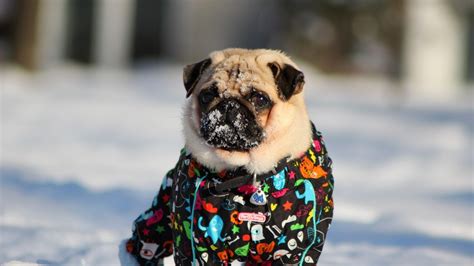 Funny Pug Pictures Wallpaper (75+ images)