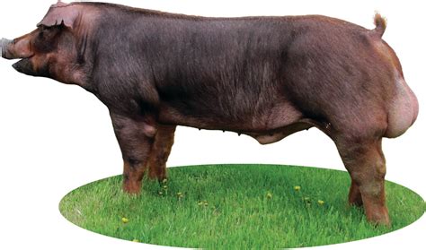 National Swine Registry: Pedigree Portal: Breed Characteristics of NSR ...