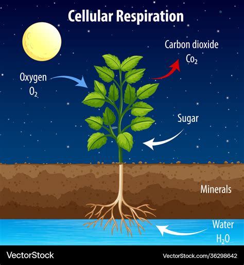 Diagram showing process cellular respiration Vector Image