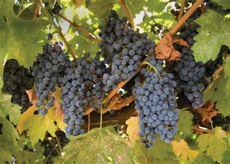 Grapes On The Vine Free Stock Photo - Public Domain Pictures