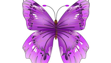 Purple Butterfly – Meaning and Symbolism