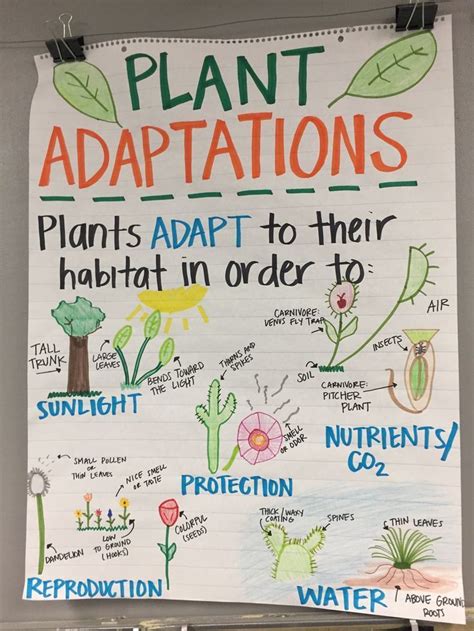 plant adaptations | Science anchor charts, Plant adaptations anchor ...