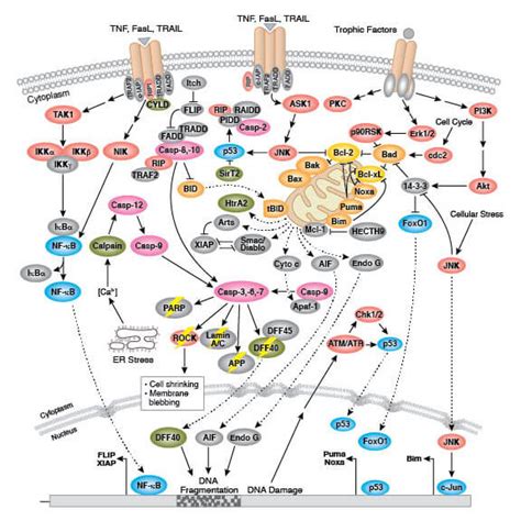 Tau Protein | Cell Signaling Technology