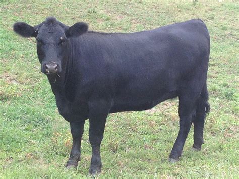 Selecting a Beef Cattle Breed - Cornell Small Farms