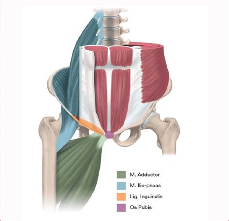 Groin Muscles Diagram - Anatomy of the Groin Area - home to some of the ...