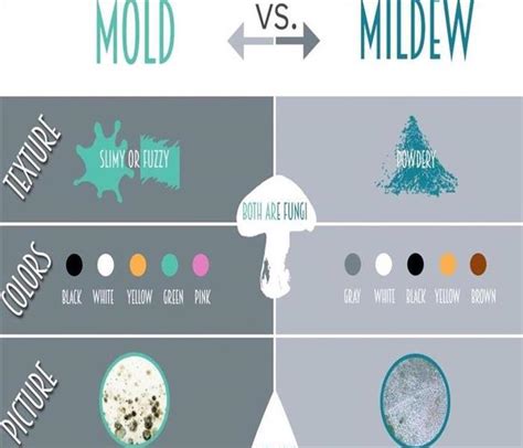 The Basic Difference Between Mold And Mildew Nationwide