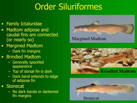 PPT - ID Tips for Fish Families and Species PowerPoint Presentation ...