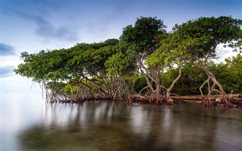 Enviro&Chic.: Mangrove Forests: The Most Amazing Ecosystems