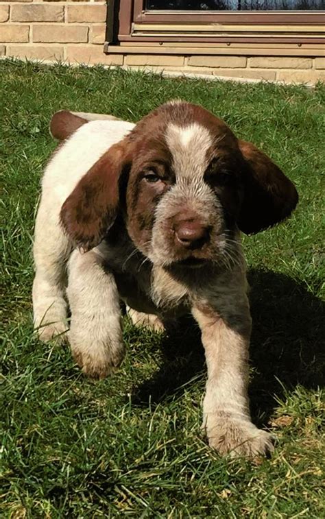 Spinone Italiano puppies | Puppies for sale | DOGVA.com