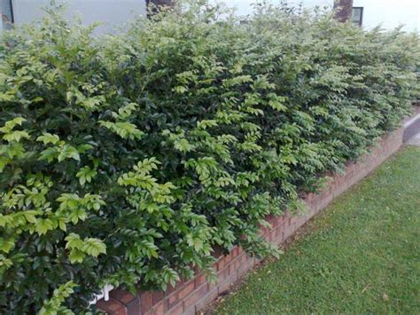 murraya hedge suggestion for boundary planting | Small garden design ...