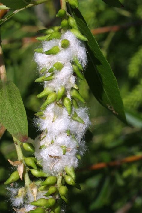 Salix nigra (black willow): Go Botany