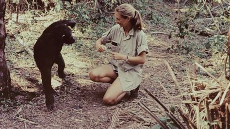 Jane Goodall on 60 years of studying chimpanzees in Africa: 'We're ...