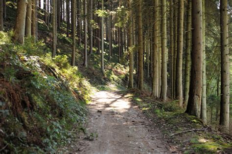 Free Images : tree, nature, path, wilderness, hiking, trail, travel ...