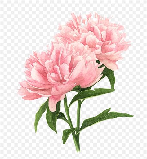 Peony Printable - tyjsergdhj2