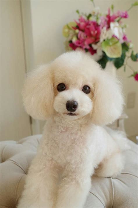 Pin by Sheila Sanford on プードル | Poodle haircut, Toy poodle haircut ...