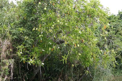 Cerbera manghas | Cerbera manghas - a mangrove growing at Mu… | Flickr