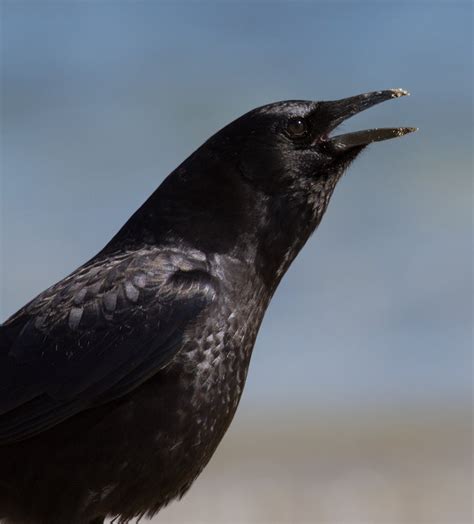 Bill Hubick Photography - American Crow (Corvus brachyrhynchos)