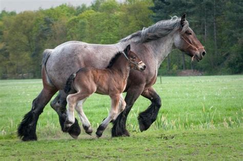 Belgian Draft Horse Info, Origin, History, Pictures