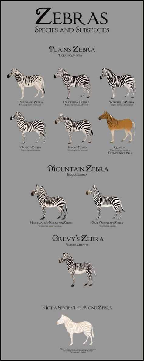 achangeofrein | Zebra species, Zebras, Wildlife animals