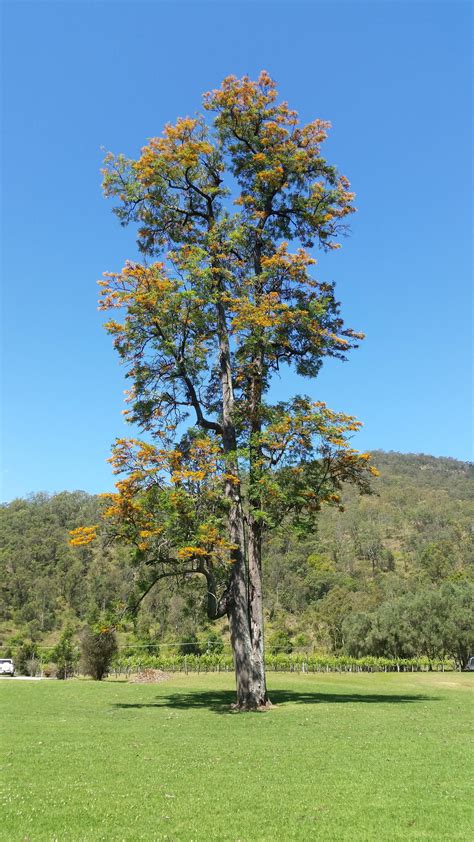 Grevillea robusta - Silky Oak - Not your average Grevillea - Canungra ...