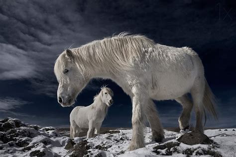 Icelandic Horse Facts, Origin, History, Gaits, Pictures