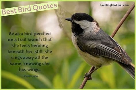 Best Bird Quotes To Know So You Won't Have To Wing It