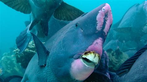 Humphead parrotfish poop helps create new island beaches | The Kid ...