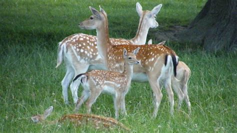 Free stock photo of fallow deer, fawn, wild life